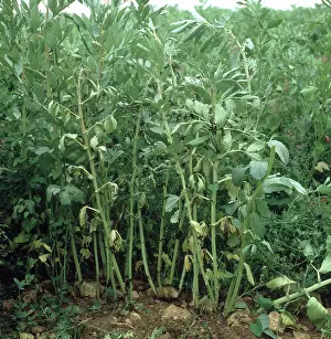 Beans: Fusarium Foot Rot on Beans