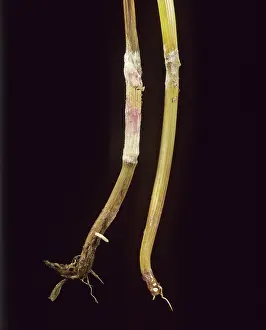 Vulgare: Fusarium foot rot (Fusarium) mycelium