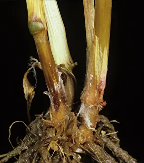 Dying: Fusarium Foot Rot on Wheat stem base