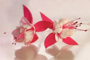 Fuchsia: Fuschia, two red and white flowers side by side on a white r