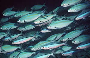 Fusiliers: FUSILIERS - Shoal