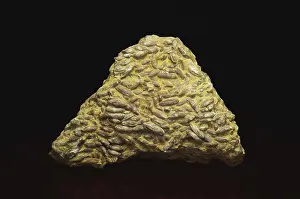 Test: Fusulinid Fossils