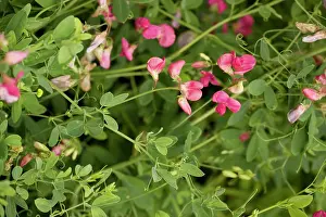 Tuberosus: Fyfield pea, or tuberous pea