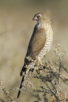 Upington: Gabar Goshawk