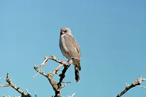 Goshawks: Gabar Goshawk - adult plumage