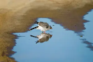 Melierax: Gabar Goshawk - Drinking from rain puddle in road