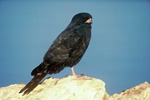Melierax: Gabar Goshawk - melanistic form / dark morph