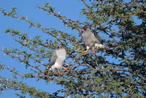 Melierax: Gabar Goshawks - In tree basking in early morning sun