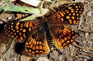 Nymphalid: Gabb's Checkerspot (Chlosyne gabbi)