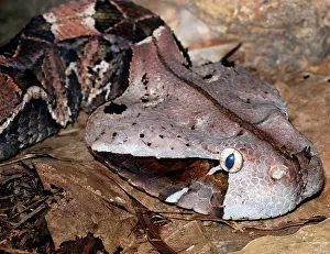 Bitis: Gaboon Viper