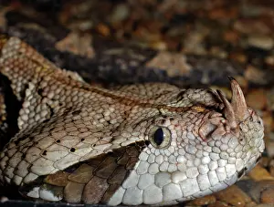 Bitis: Gaboon Viper
