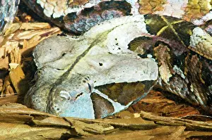 Deadly: Gaboon Viper