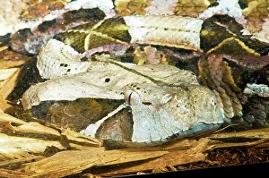 Deadly: Gaboon Viper