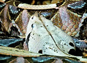 Deadly: Gaboon Viper