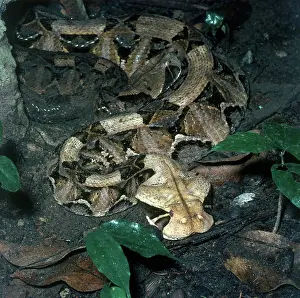 Bitis: Gaboon Viper