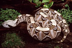 Vipers: Gaboon Viper