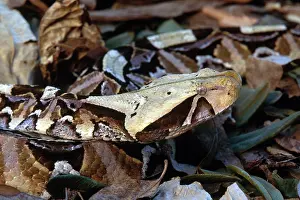 Vipers: Gaboon Viper