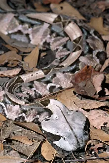 Vipers: Gaboon Viper