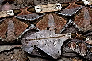 Bitis: Gaboon viper (Bitis gabonica) Cameroun