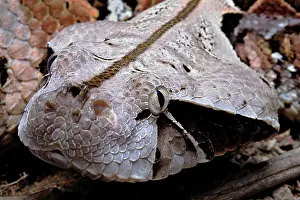 Bitis: Gaboon viper (Bitis gabonica) Cameroun