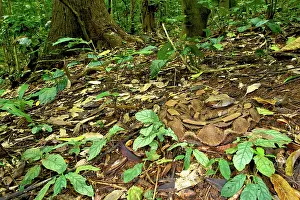 Michele Menegon: Gaboon Viper - camouflaged on the forest floor