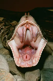 Fangs: Gaboon VIPER - close-up of open mouth. Fangs fold