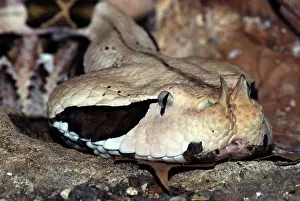 Bitis: Gaboon Viper - colours camouflaged to match forest floor