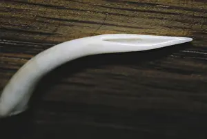 Pipe: Gaboon Viper Fang