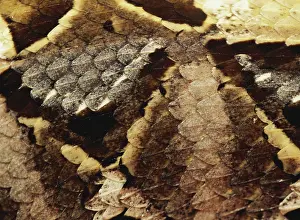 Puff: Gaboon Viper Scales
