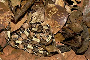Bitis: Gaboon Viper - young in the leaf litter
