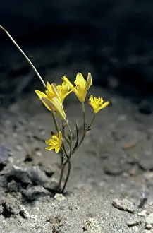 Karakum: Gadea plant flowers in sand dunes of Central Karakum desert