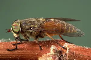 Tabanus: Gadfly