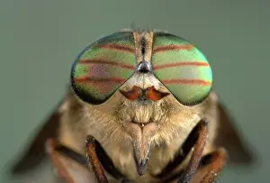 Horseflies: Gadfly - eyes