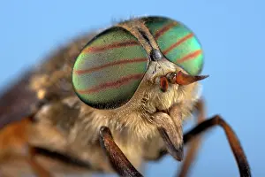 Horseflies: Gadfly - eyes