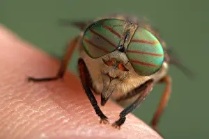 Horseflies: Gadfly - eyes