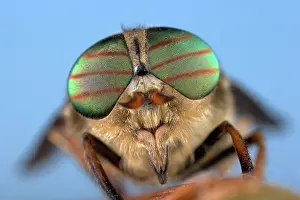 Tabanus: Gadfly - eyes