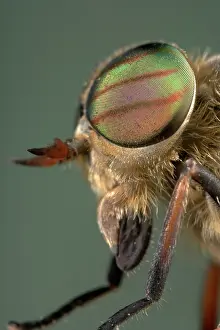 Tabanus: Gadfly - eyes