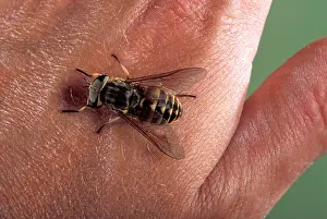 Tabanus: Gadfly - on a hand