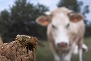 Picket: Gadfly - on a picket with an ox in the background
