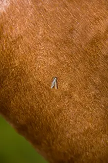 Champagne: Gadfly on the skin of a Cheval France
