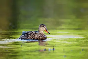 Gadwalls: Gadwall