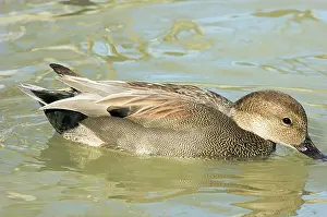 Strepera: Gadwall