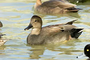 Strepera: Gadwall