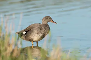 Strepera: Gadwall