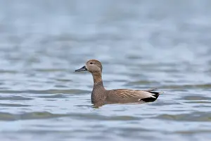 Strepera: Gadwall