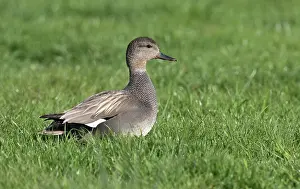 Strepera: Gadwall