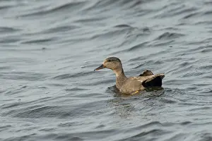 Strepera: Gadwall