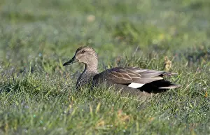 Strepera: Gadwall
