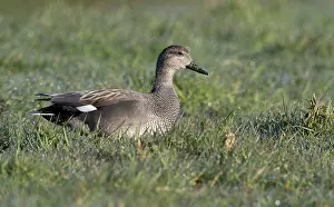 Strepera: Gadwall