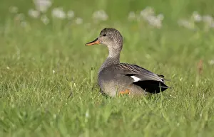 Strepera: Gadwall